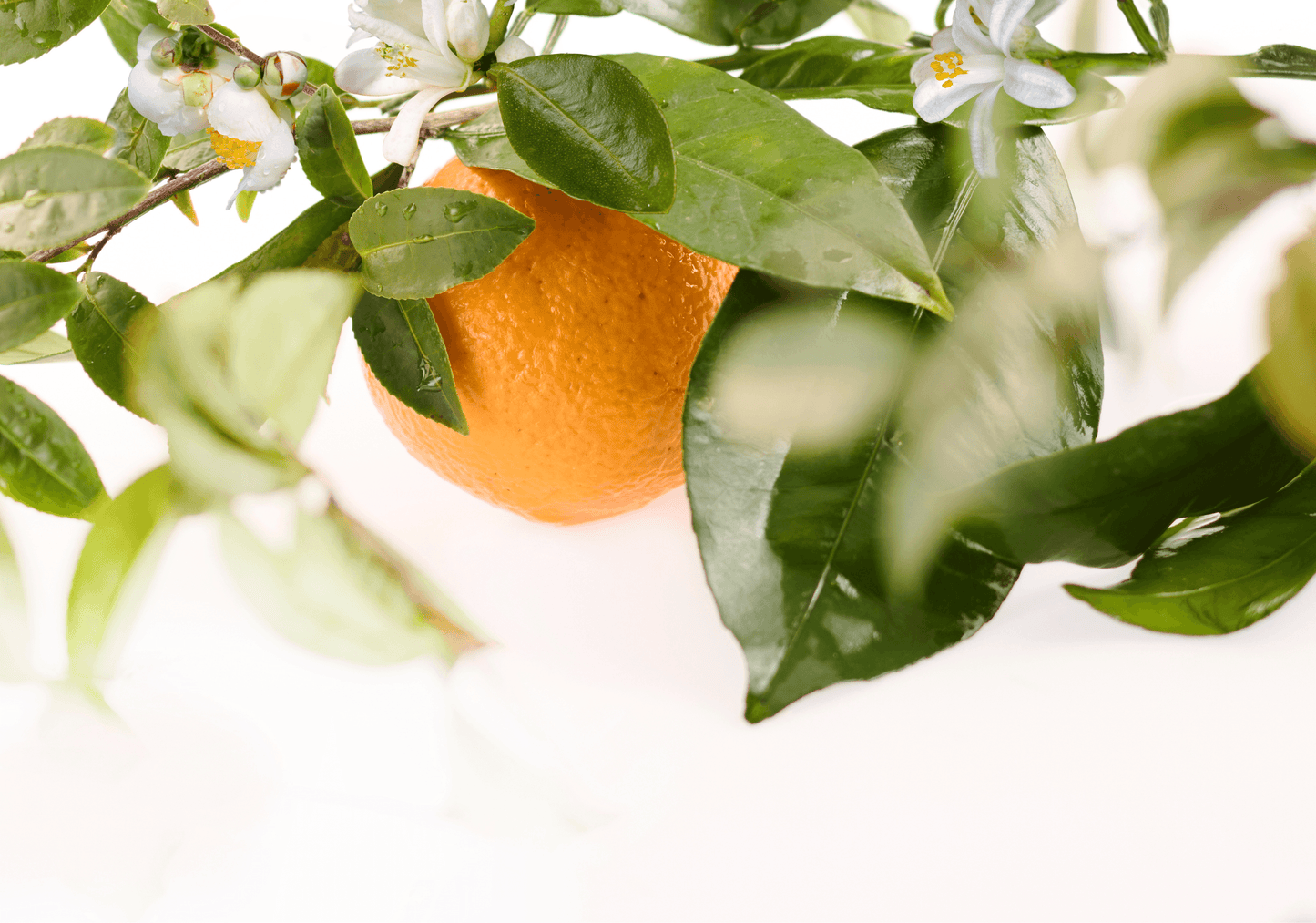 Mandarin & Green Tea - Unisex Eau de Parfum - Travel Size
