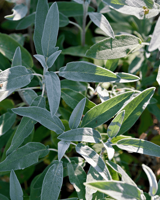 Libocedro & Salvia - Eau de Parfum For Men - 100 ml