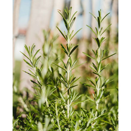 Šfarìa - Beurre corporel