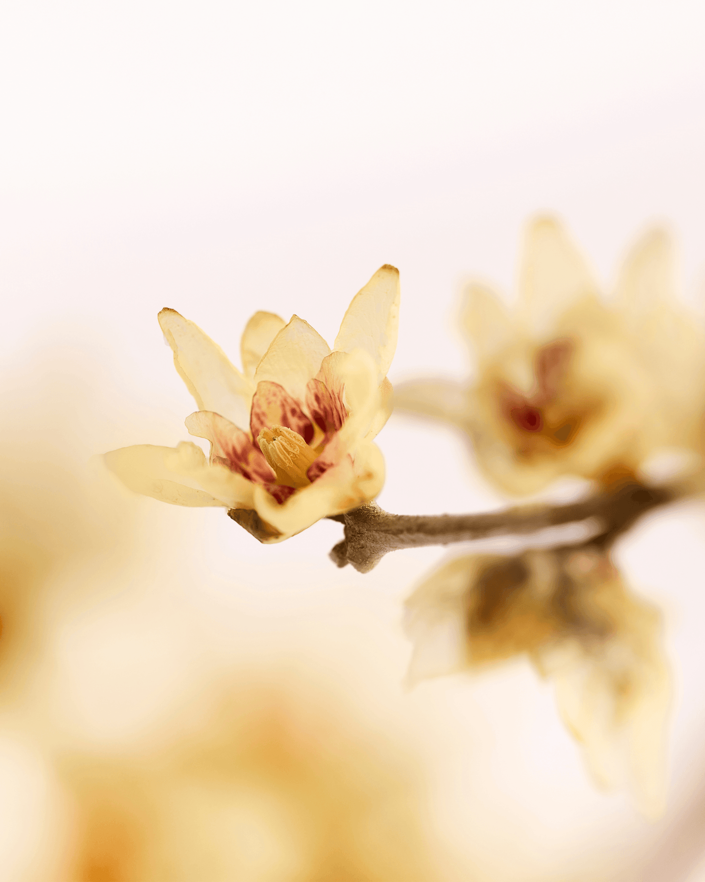 Calycanthus - Eau de Parfum For Women - Travel Size