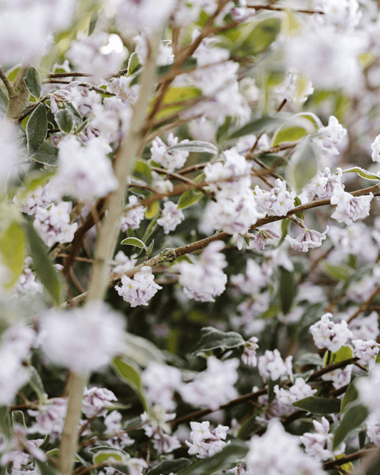 Jasmine & Water Lily Hand Cream
