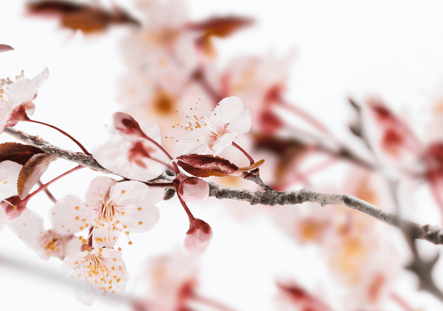 Sakura Tokyo - Eau de Parfum - Travel Size