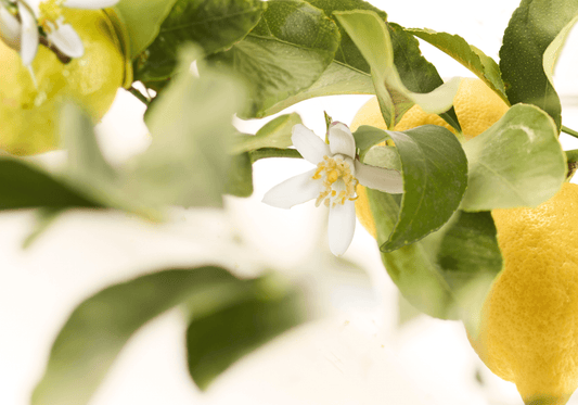 Green Mandarin - Eau de Cologne - 100 ml